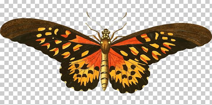 Butterfly Portable Network Graphics Insect PNG, Clipart, Animal, Brush Footed Butterfly, Butterfly, Computer Icons, Desktop Wallpaper Free PNG Download