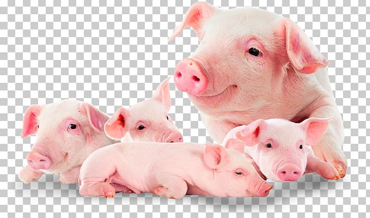Domestic Pig Suckling Pig Food Pork PNG, Clipart, Animals, Depositphotos, Dog Breed, Domestic Pig, Food Free PNG Download