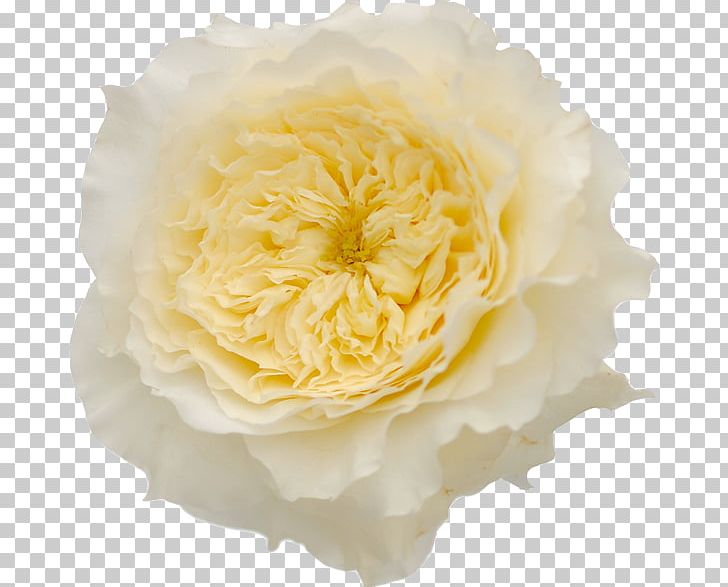 Garden Roses Flower Vase Life PNG, Clipart, Color, Cream, Cut Flowers, David Ch Austin, English Rose Free PNG Download