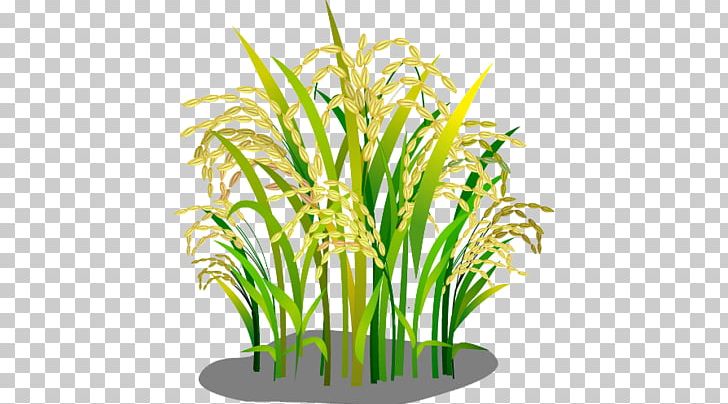 Oryza Sativa Rice Google S PNG, Clipart, Aquarium Decor, Brown Rice, Cartoon, Caryopsis, Commodity Free PNG Download