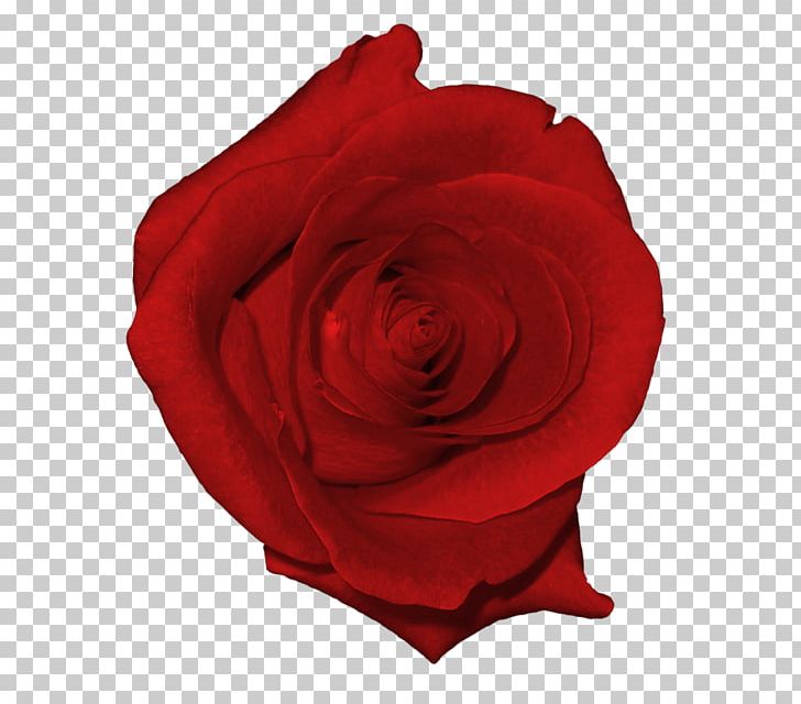 Rose PNG, Clipart, Art, Cut Flowers, Desktop Wallpaper, Drawing, Floribunda Free PNG Download