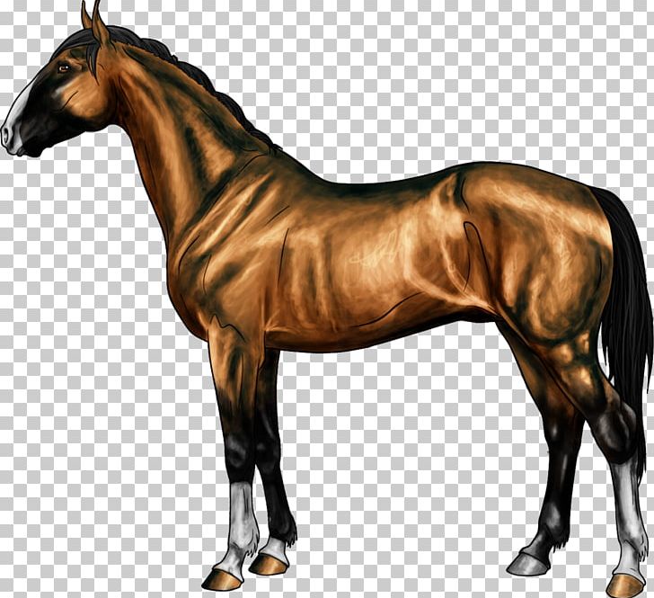 Thoroughbred Nez Perce Horse Colt Stallion Horse Blanket PNG, Clipart, Blanket, Bridle, Canter And Gallop, Colt, English Riding Free PNG Download