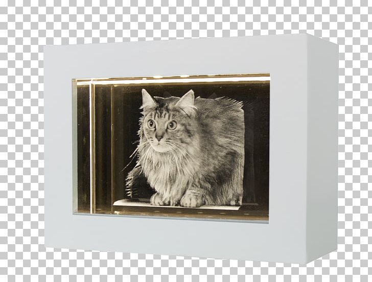 Whiskers Cat Frames Rectangle PNG, Clipart, Animals, Box, Cat, Cat Like Mammal, Picture Frame Free PNG Download