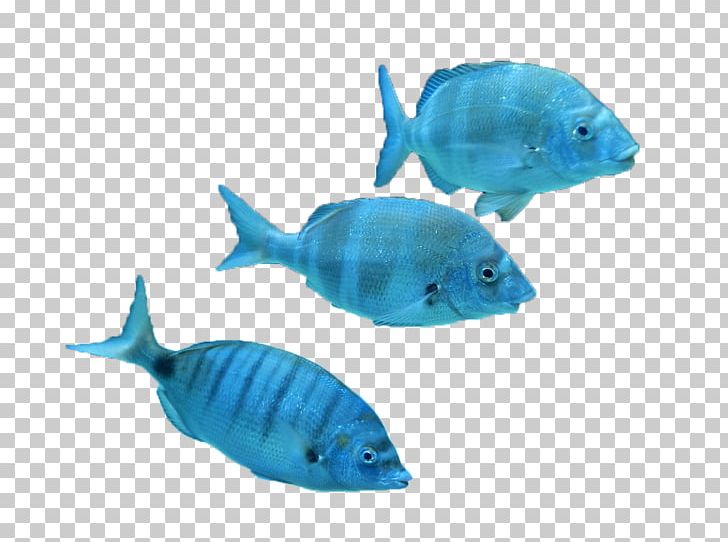 Marine Biology Tropical Fish Coral Reef Fish PNG, Clipart, Animals, Aquarium Fish, Biology, Blue, Cartoon Free PNG Download