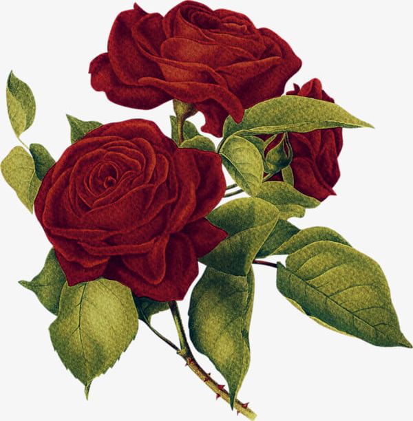 Red Roses PNG, Clipart, Backgrounds, Beauty In Nature, Botany, Bouquet, Decoration Free PNG Download
