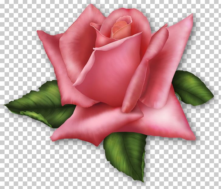 Rose PNG, Clipart, Bedroom, Bud, China Rose, Cut Flowers, Download Free PNG Download