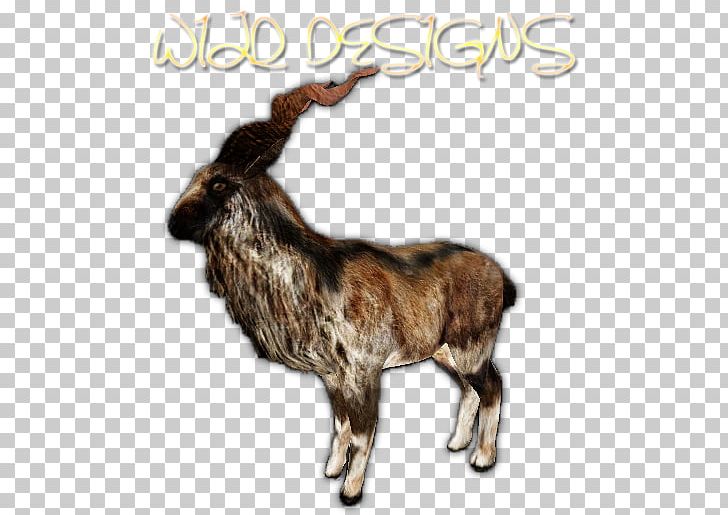 Cattle Reindeer Goat Horn Fauna PNG, Clipart, Cartoon, Cattle, Cattle Like Mammal, Cow Goat Family, Deer Free PNG Download