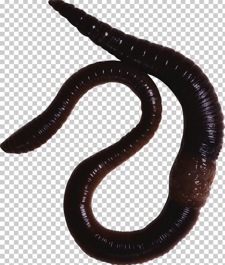 Earthworm Vermicompost Annelid Eudrilus Eugeniae PNG, Clipart, Animal, Annelid, Compost, Earthworm, Eisenia Fetida Free PNG Download