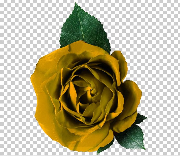 Rose Flower PNG, Clipart, Cut Flowers, Desktop Wallpaper, Floribunda, Flower, Flowering Plant Free PNG Download