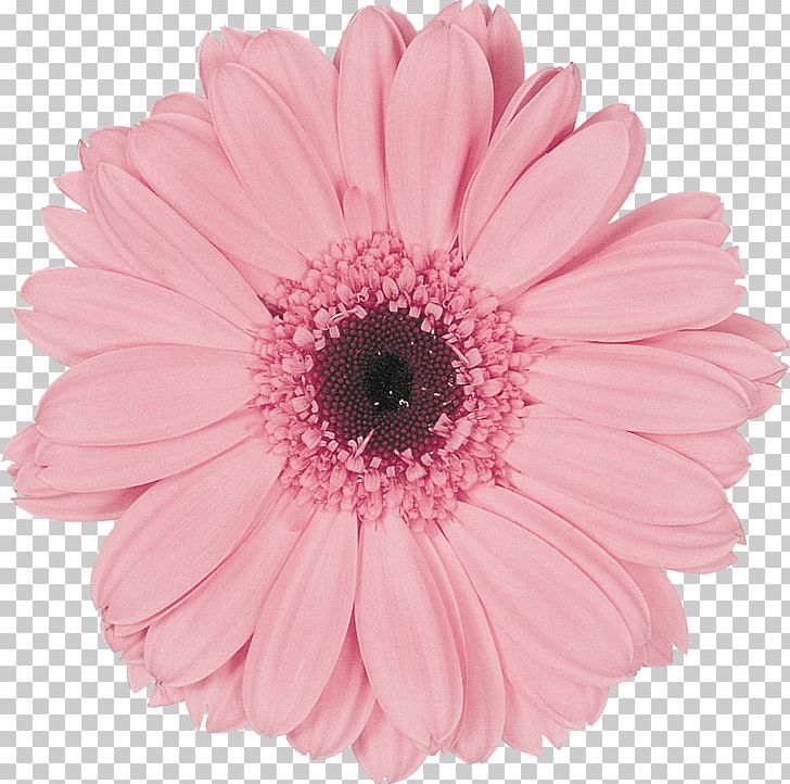 Transvaal Daisy Pink Eraser Poster Flower PNG, Clipart, Assortment Strategies, Blue, Color, Common Daisy, Cut Flowers Free PNG Download