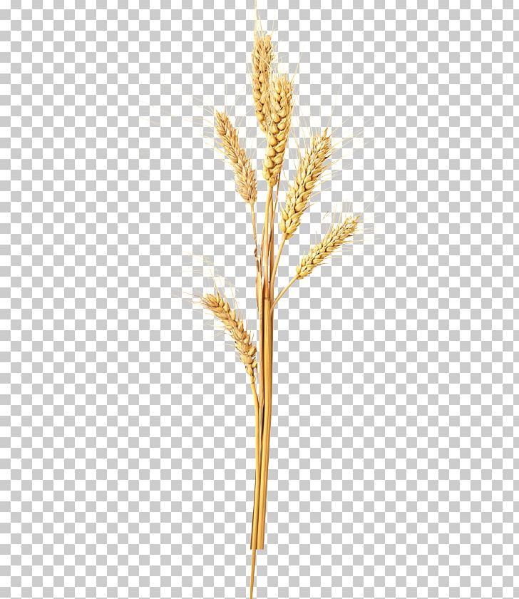 Emmer Kellogg's All-Bran Complete Wheat Flakes Cereal Einkorn Wheat Spelt PNG, Clipart,  Free PNG Download