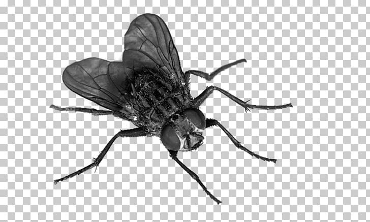 Fly Insect PNG, Clipart, Animals, Arthropod, Black And White, Clipping Path, Computer Icons Free PNG Download