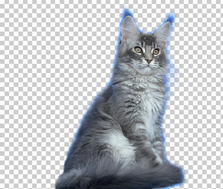 Maine Coon Nebelung Norwegian Forest Cat Ragamuffin Cat Javanese Cat PNG, Clipart, Asian Semilonghair, Asian Semi Longhair, Carnivoran, Cat, Cat Claw Free PNG Download