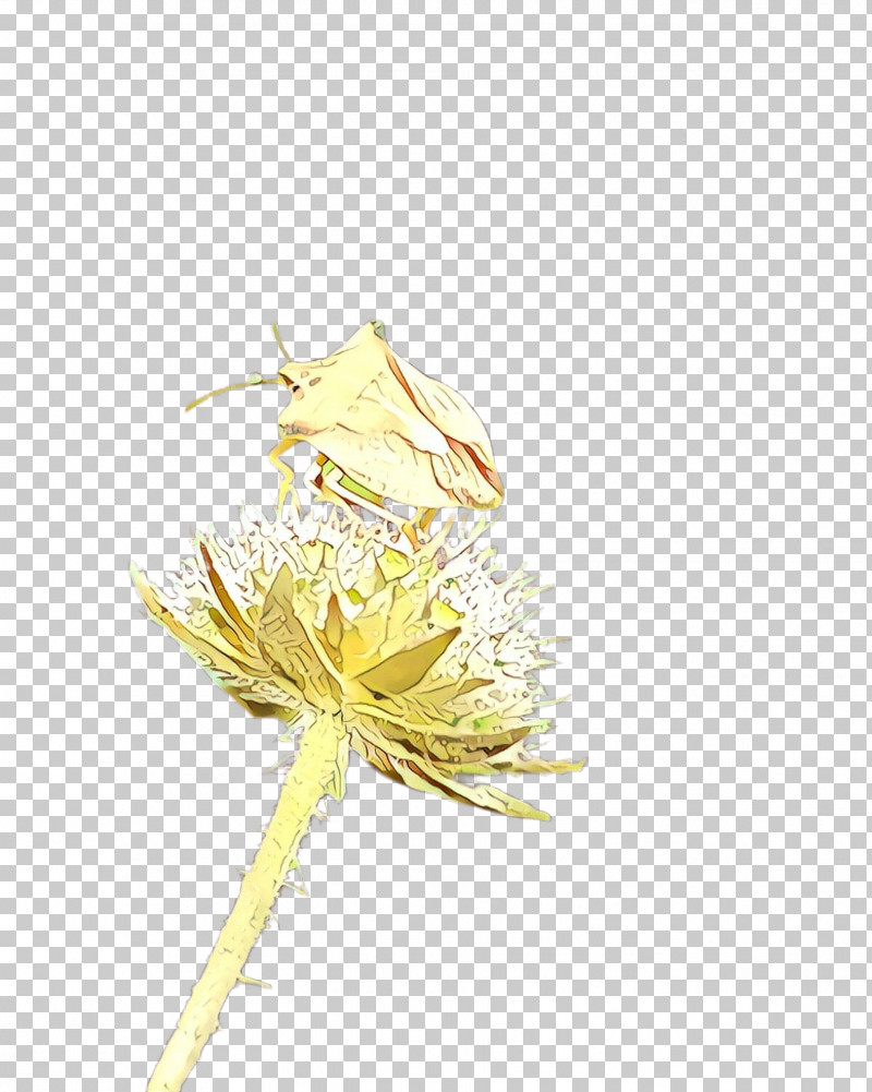Dandelion Yellow Flower Plant Dandelion PNG, Clipart, Dandelion, Flower, Plant, Wildflower, Yellow Free PNG Download