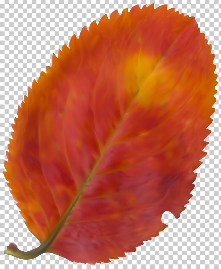 Autumn Leaf Color PNG, Clipart, Autumn, Autumn Leaf Color, Beautiful, Clip Art, Clipart Free PNG Download