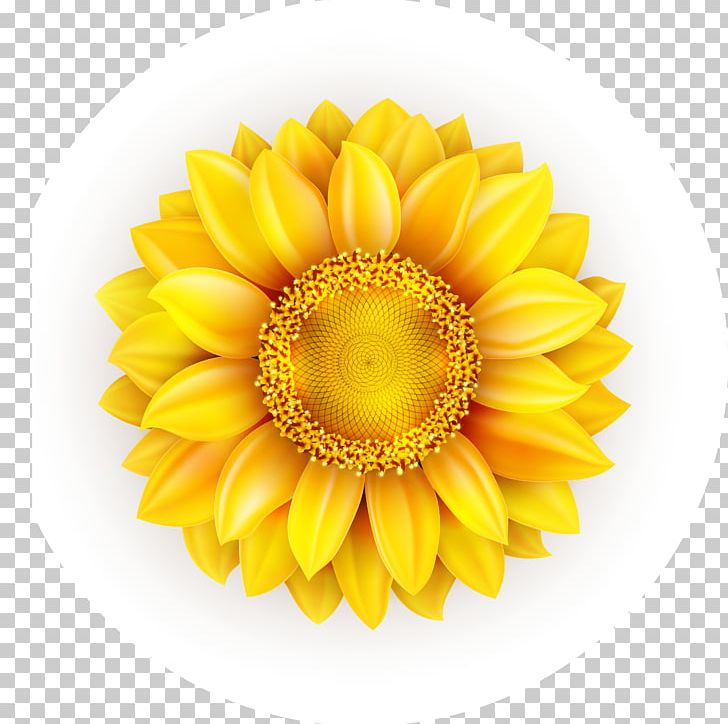 Common Sunflower Euclidean PNG, Clipart, Beautiful Vector, Color, Color Splash, Daisy Family, Encapsulated Postscript Free PNG Download