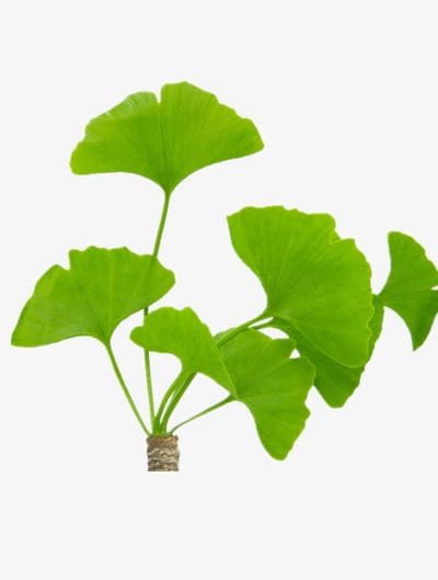 Ginkgo Biloba PNG, Clipart, Biloba Clipart, Biloba Clipart, Ginkgo, Ginkgo Clipart, Ginkgo Clipart Free PNG Download