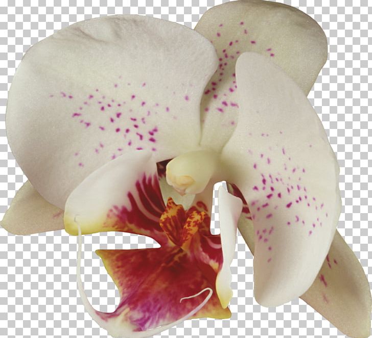 Moth Orchids Cattleya Orchids Plant PNG, Clipart, Cattleya, Cattleya Orchids, Fairy Tale, Flower, Flowering Plant Free PNG Download