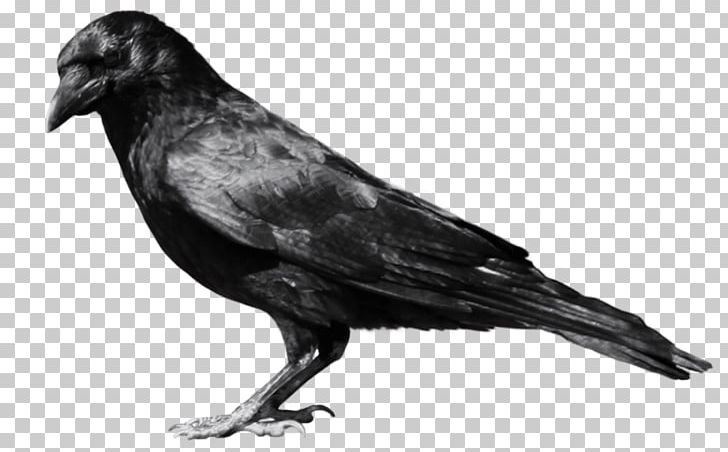 Portable Network Graphics Transparency Desktop PNG, Clipart, American Crow, Animals, Beak, Bird, Black And White Free PNG Download