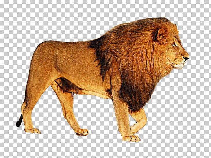 East African Lion Portable Network Graphics Desktop Transparency Computer Icons PNG, Clipart, Animals, Big Cats, Carnivoran, Cat Like Mammal, Computer Icons Free PNG Download