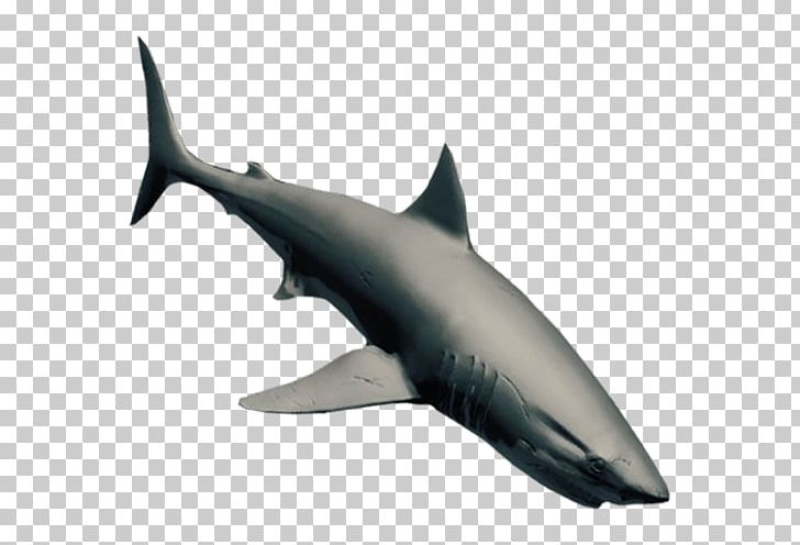 Great White Shark Tucuxi Whale Shark Requiem Sharks Megalodon PNG, Clipart, Animal, Fauna, Fin, Fish, Great White Shark Free PNG Download