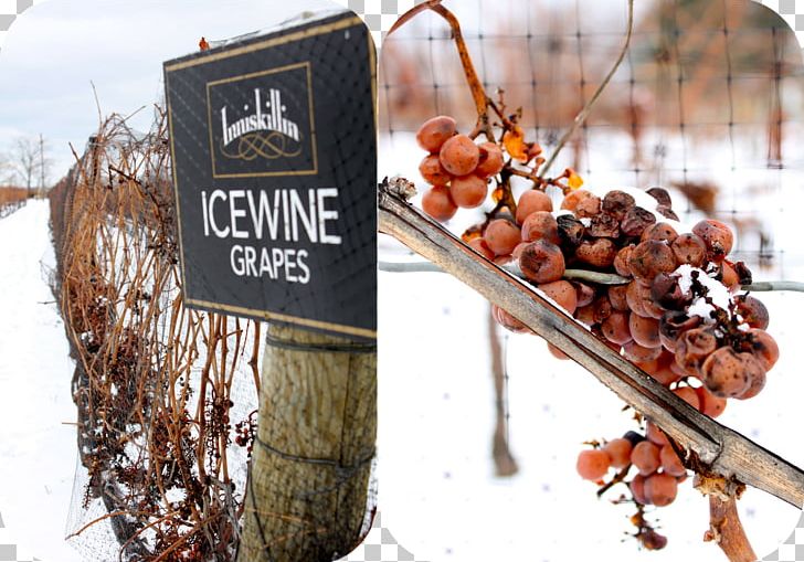 Inniskillin Ice Wine Vintners Quality Alliance Grape PNG, Clipart, 26 June, Alcoholic Drink, Bilbao, Festival, Food Drinks Free PNG Download
