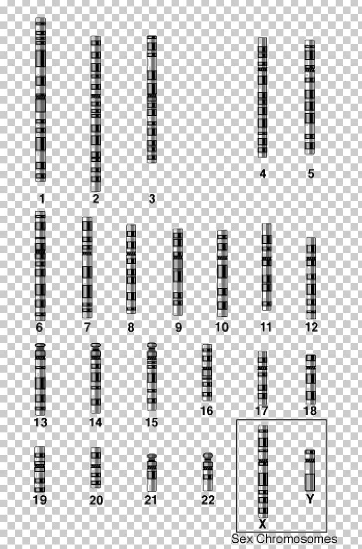 Autosome Chromosome 1 Gene Biology PNG, Clipart, Angle, Area, Autosome, Biology, Black Free PNG Download