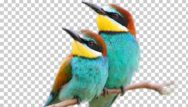 Bird European Bee-eater New World Warblers Photography PNG, Clipart, Animal, Asian Koel, Beak, Beeeater, Bee Eater Free PNG Download