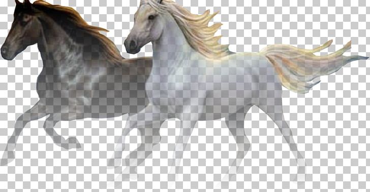 Mane Mustang Foal Stallion Mare PNG, Clipart, Biter, Dert, Foal, Halter, Horse Free PNG Download