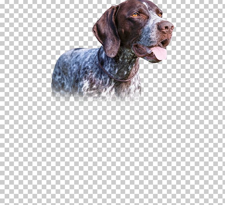 Old Danish Pointer German Shorthaired Pointer Dog Breed Hunting Dog PNG, Clipart, Breed, Carnivoran, Crossbreed, Dog, Dog Breed Free PNG Download