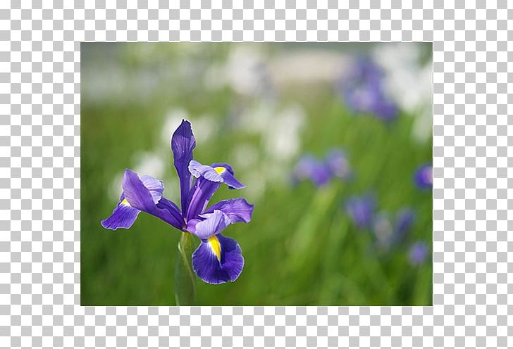 Summer Bulbs Spring Bulbs Iris × Hollandica Flower PNG, Clipart, Bellflower Family, Bird Of Paradise Flower, Blue, Bluebonnet, Bulb Free PNG Download