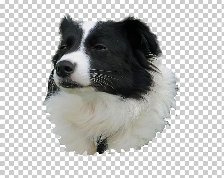 Border Collie Dog Breed Rough Collie Companion Dog Herding Dog PNG, Clipart, Border Collie, Breed, Carnivoran, Companion Dog, Dog Free PNG Download