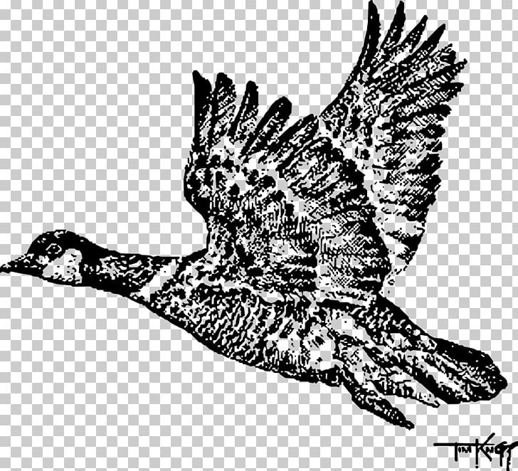 Canada Goose Cygnini Bird Duck PNG, Clipart, Aleutian Cackling Goose, Anatidae, Animal, Animals, Anseriformes Free PNG Download
