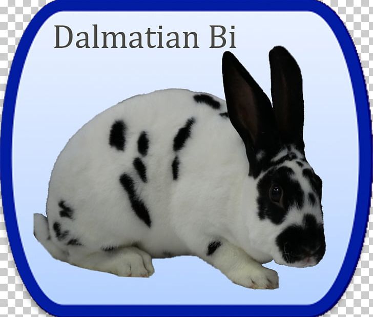 Domestic Rabbit British Mini Rex Club Dalmatian Dog Siamese Cat PNG, Clipart, Agouti, Broken, Color, Dalmatian Dog, Domestic Rabbit Free PNG Download