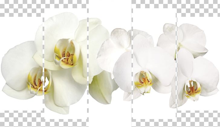 Okna Zapolyar'ya Cut Flowers Moth Orchids PNG, Clipart, Balcony, Ceiling, Company, Cut Flowers, Door Free PNG Download