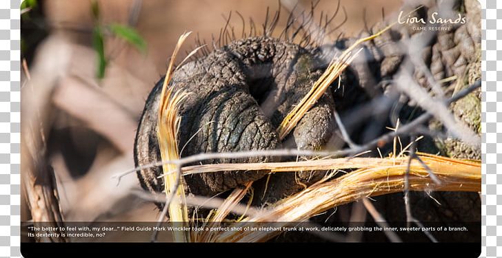 Fauna Close-up Wildlife PNG, Clipart, Close Up, Closeup, Fauna, Grass, Kruger Free PNG Download