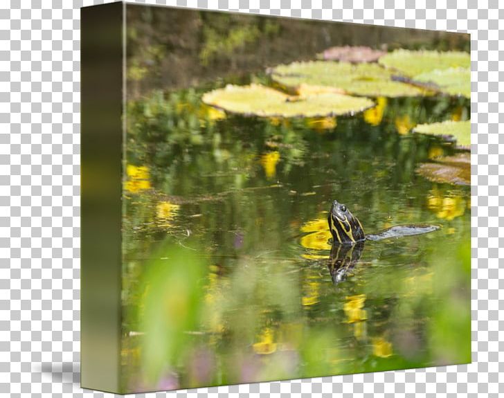 Flora Fauna Ecosystem Meadow Pond PNG, Clipart, Ecosystem, Fauna, Flora, Flower, Grass Free PNG Download