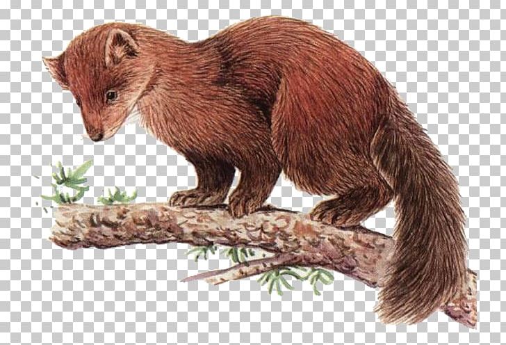 Mink Arctic Fox American Marten Sable Red Fox PNG, Clipart, Black Hair, Body, Body Parts, Brown, Carnivoran Free PNG Download