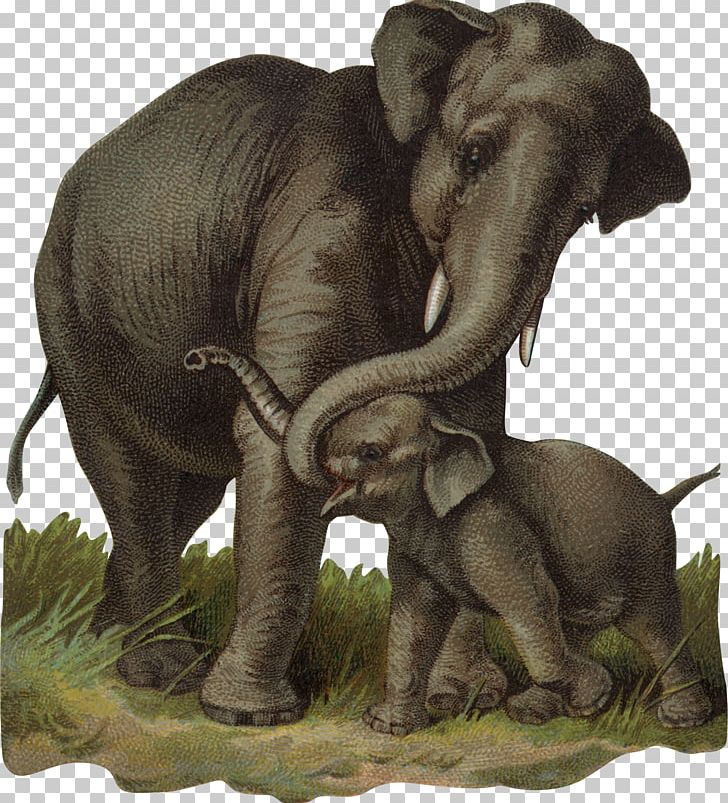 African Bush Elephant Indian Elephant Calf PNG, Clipart, African Bush Elephant, African Elephant, Animal, Animals, Asian Elephant Free PNG Download