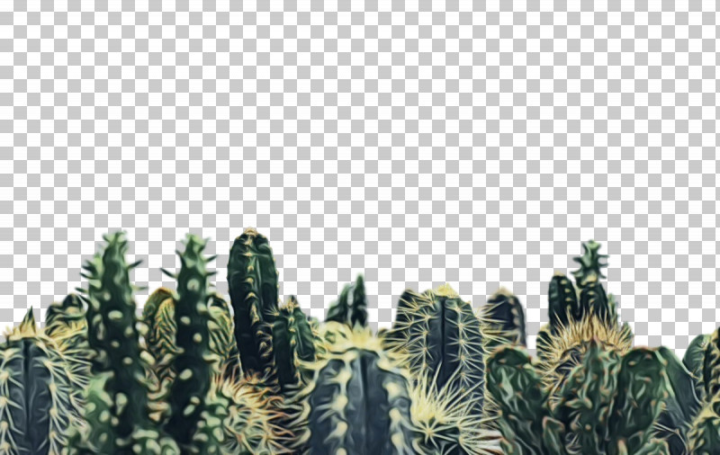 Cactus PNG, Clipart, Cactus, Flora, Flower, Houseplant, Paint Free PNG Download