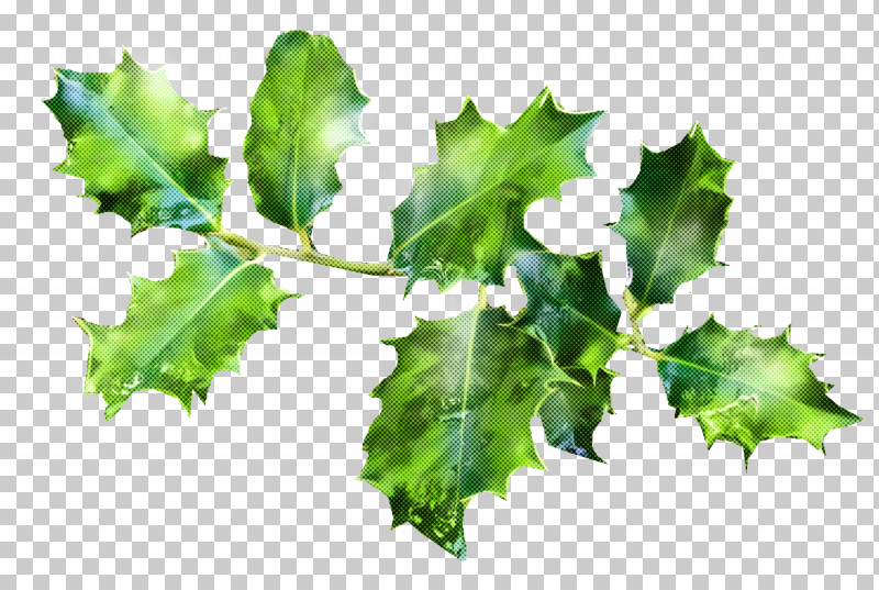 Christmas Holly Ilex Holly PNG, Clipart, Black Maple, Christmas, Christmas Holly, Flower, Holly Free PNG Download