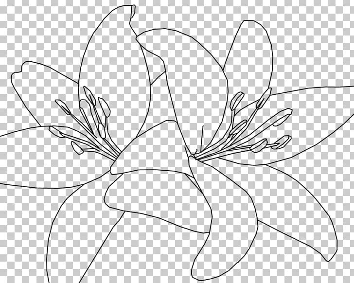 Floral Design Tiger Lily Drawing Line Art Sketch PNG, Clipart, Art, Artwork, Asuna, Black, Black And White Free PNG Download