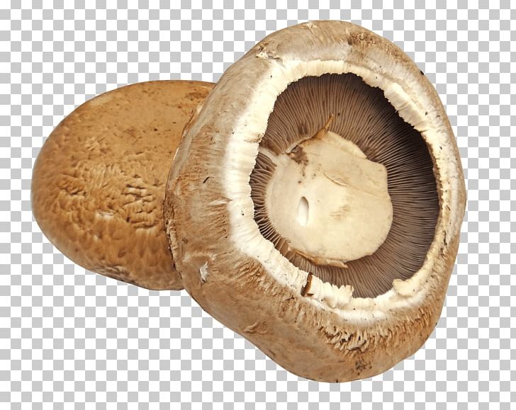 Common Mushroom Edible Mushroom Lingzhi Mushroom Fungus PNG, Clipart, Agaricaceae, Agaricomycetes, Agaricus, Chaga Mushroom, Champignon Mushroom Free PNG Download