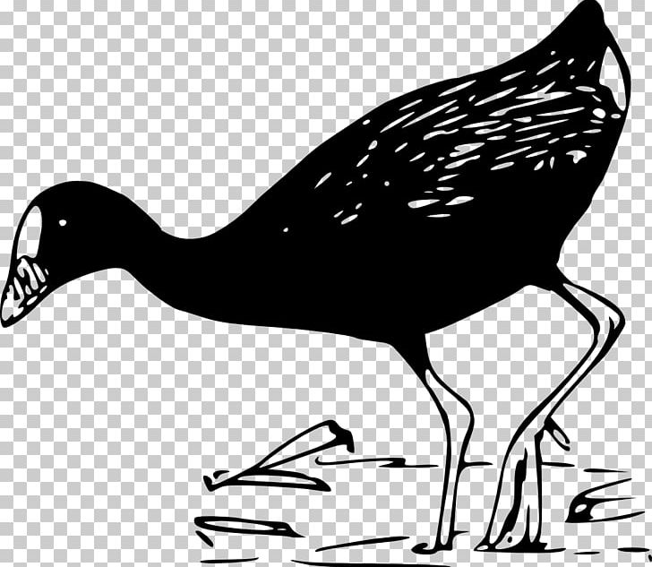 Duck Bird PNG, Clipart, Animals, Artwork, Beak, Bird, Black And White Free PNG Download