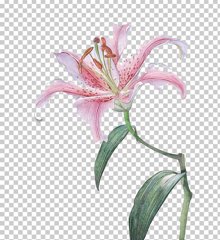 Flower Lilium Euclidean PNG, Clipart, Autumn, Cartoon, Colour, Cut Flowers, Decorate Free PNG Download