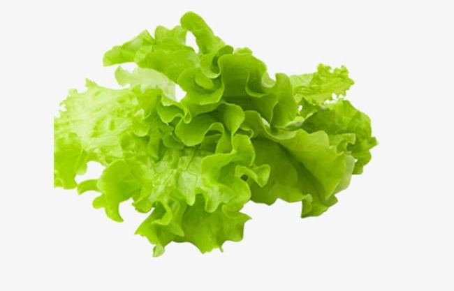 Lettuce PNG, Clipart, Lettuce, Lettuce Clipart, Vegetables Free PNG Download