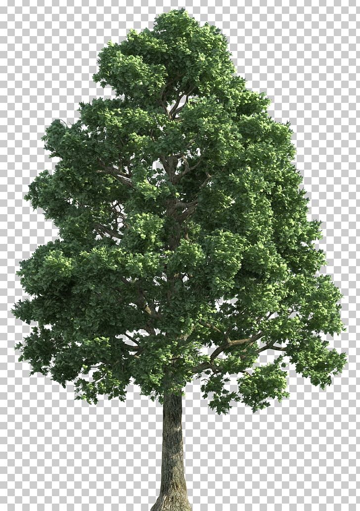 Tree PNG, Clipart, Biome, Branch, Drawing, Encapsulated Postscript, Evergreen Free PNG Download