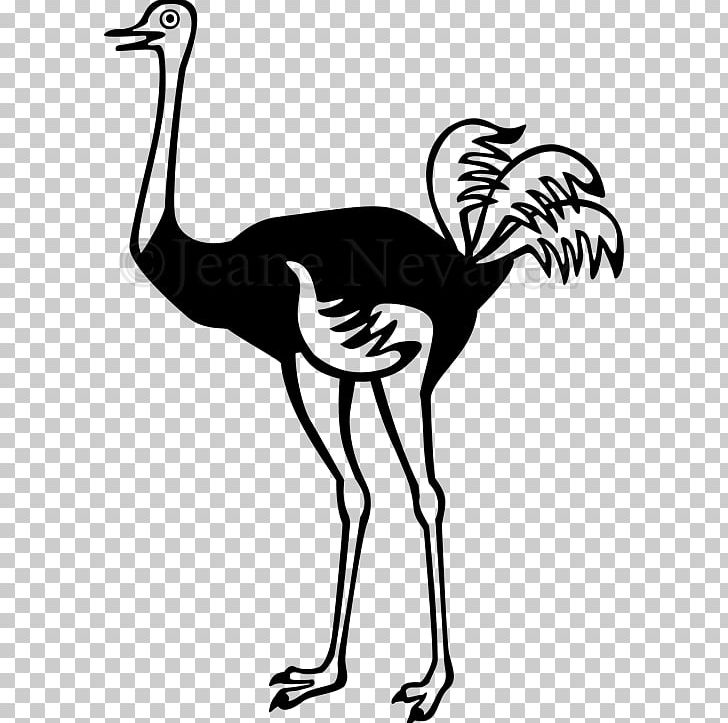 Common Ostrich Bird Photography PNG, Clipart, Animals, Artwork, Beak, Bird, Black And White Free PNG Download