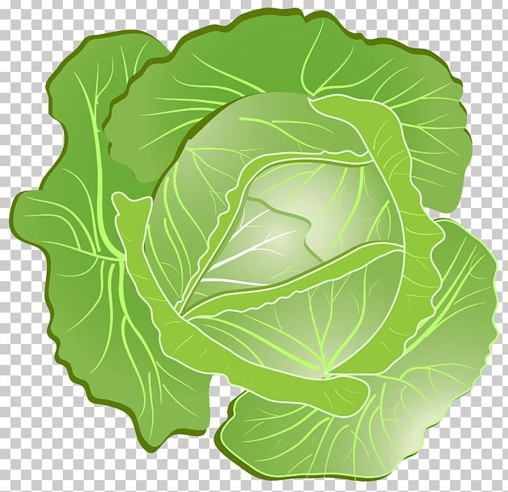 Wild Cabbage Icon PNG, Clipart, Cabbage, Can Stock Photo, Collard Greens, Computer Icons, Food Free PNG Download