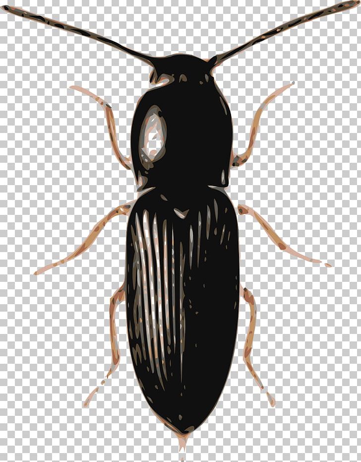 Beetle PNG, Clipart, Animals, Antenna, Arthropod, Background Black, Beetle Free PNG Download